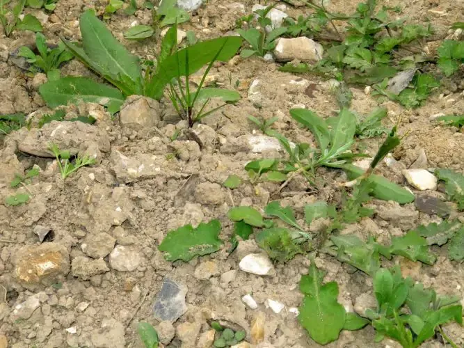 1-terrain-en-cailloux-et-adventices-6720a6abc0dc1