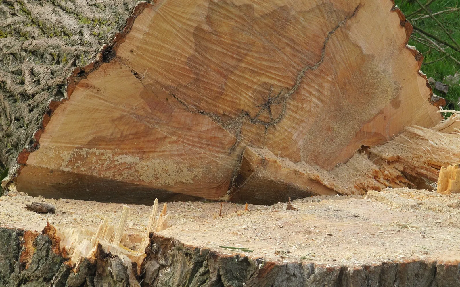 Abattage d'arbres