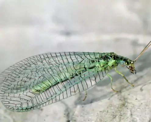 chrysopa-perla