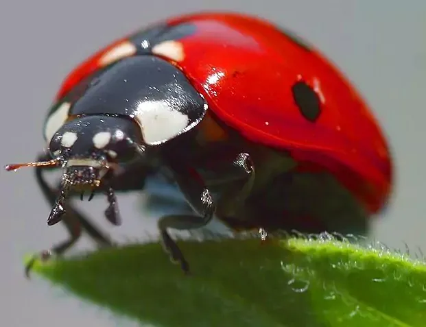 coccinelle-6720b8025aa59