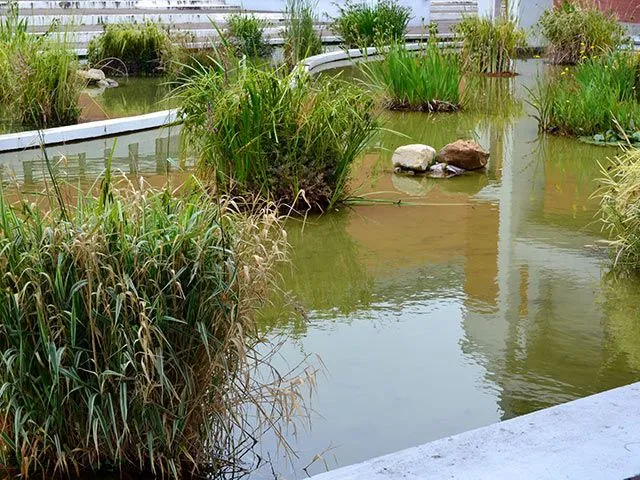 creation-plantation-entretien-plantes-aquatiques-le-havre