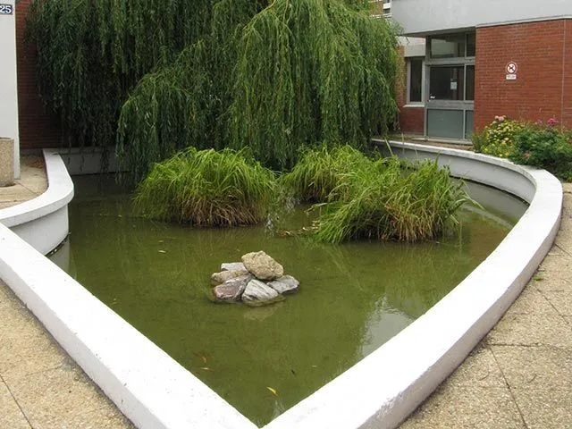 creation-plantation-gestion-plantes-aquatiques-bassin