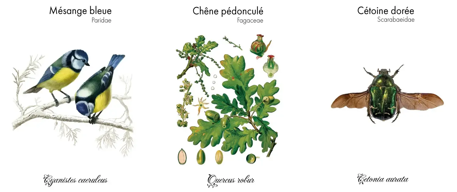 favoriser-la-biodiversite