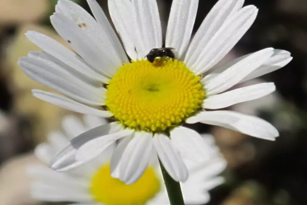 grande-marguerite-des-prairies-fleuries-1030x690-671fa67b1eecb