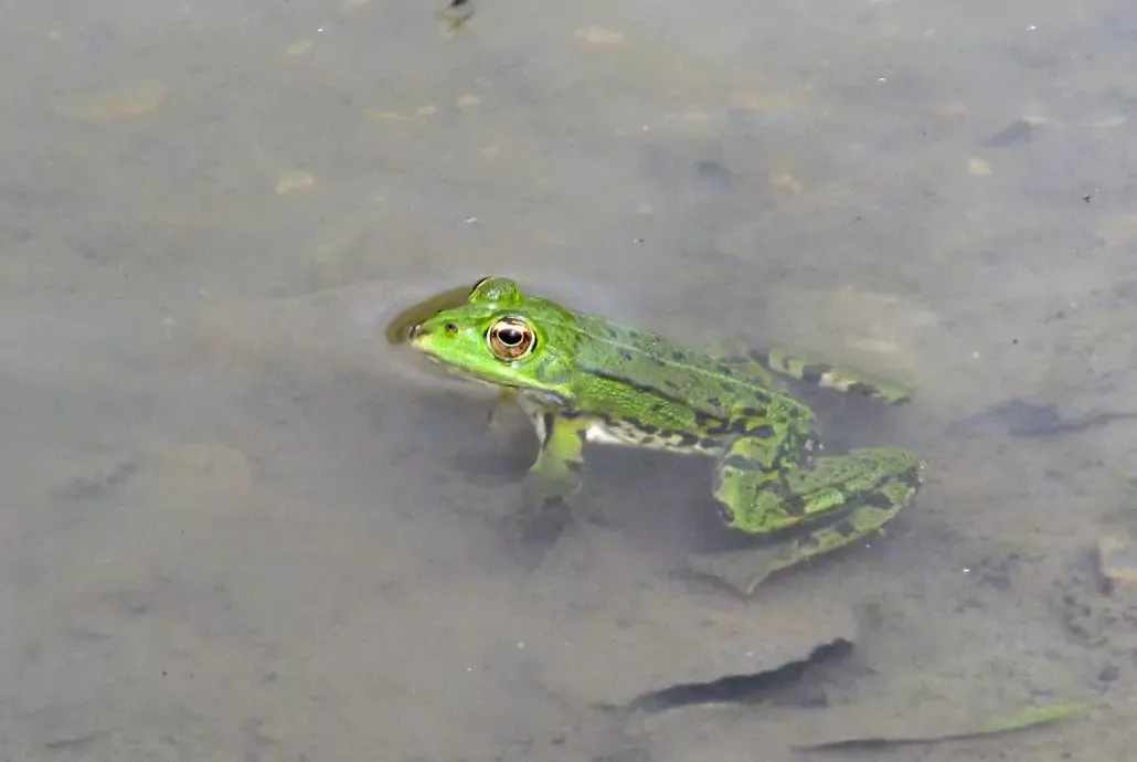 grenouille-etang-1030x690-6720e0c632245