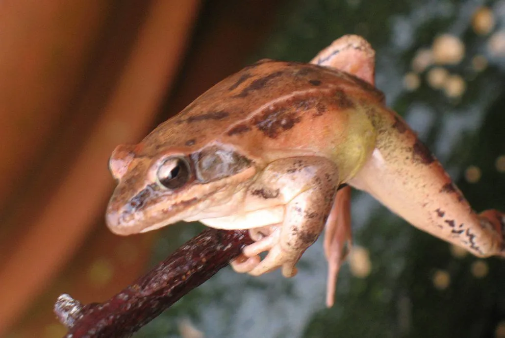 grenouille-paysage-1030x690