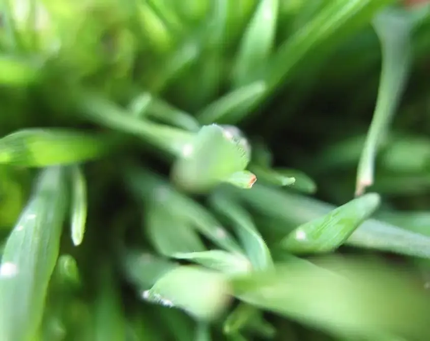 herbe-coupee-tonte