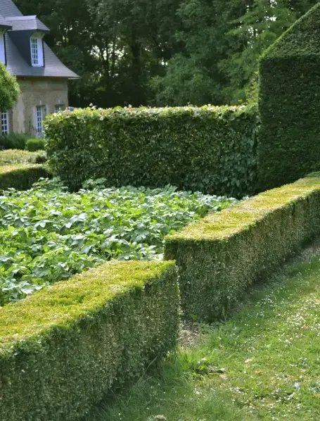 jardin-potager