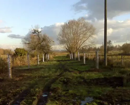 plantation-arbres-marais-495x400-671fb0cdf3262