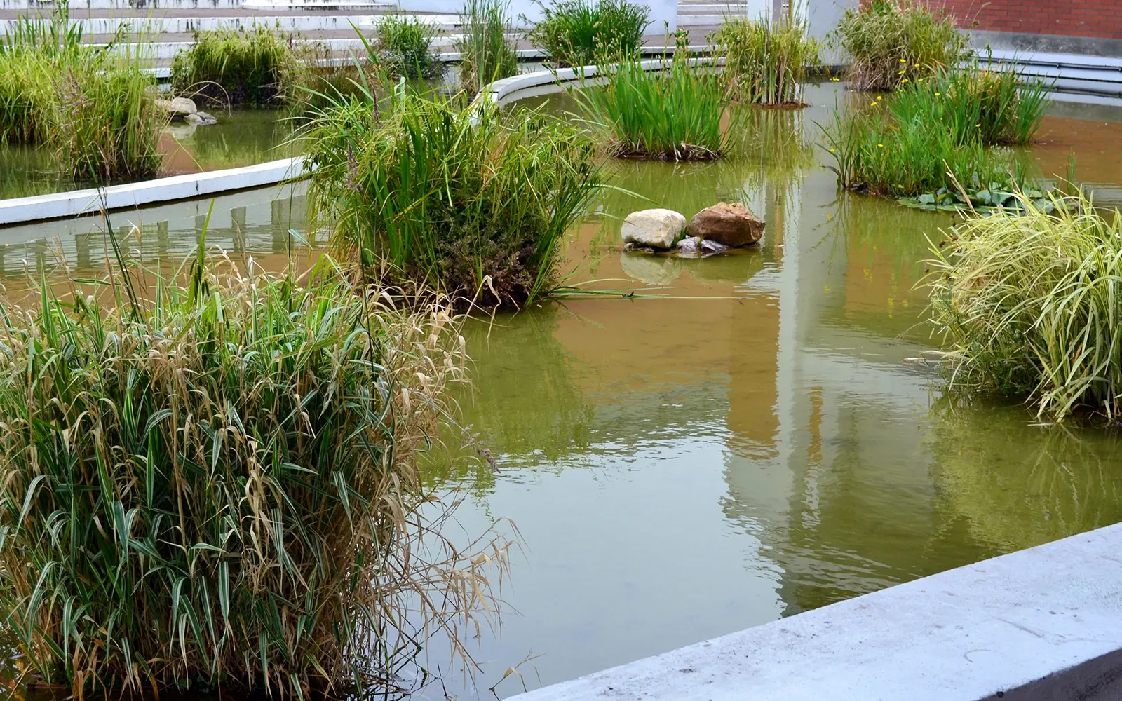 Plantation d'un étang