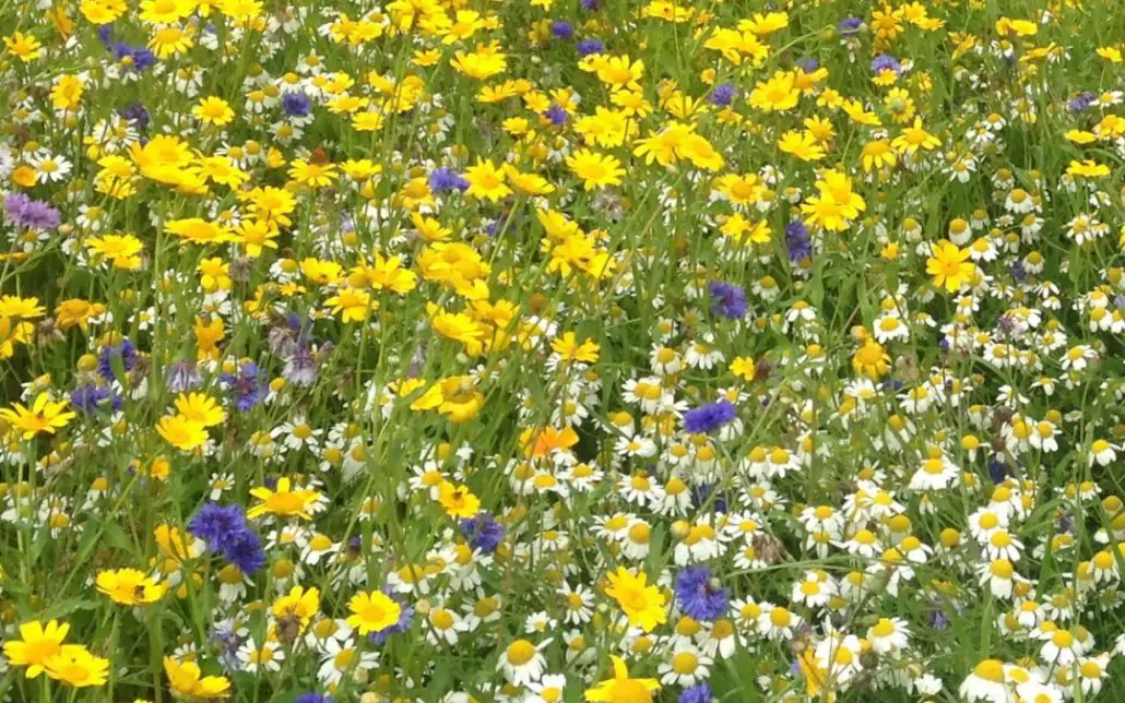 prairie-fleurie-1030x644-671fa67fa3e27