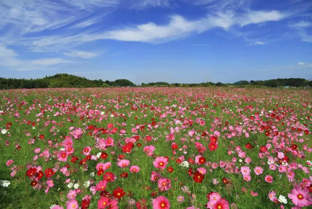 prairie-fleurie-cosmos-r-1030x690-671fa67e4da4d