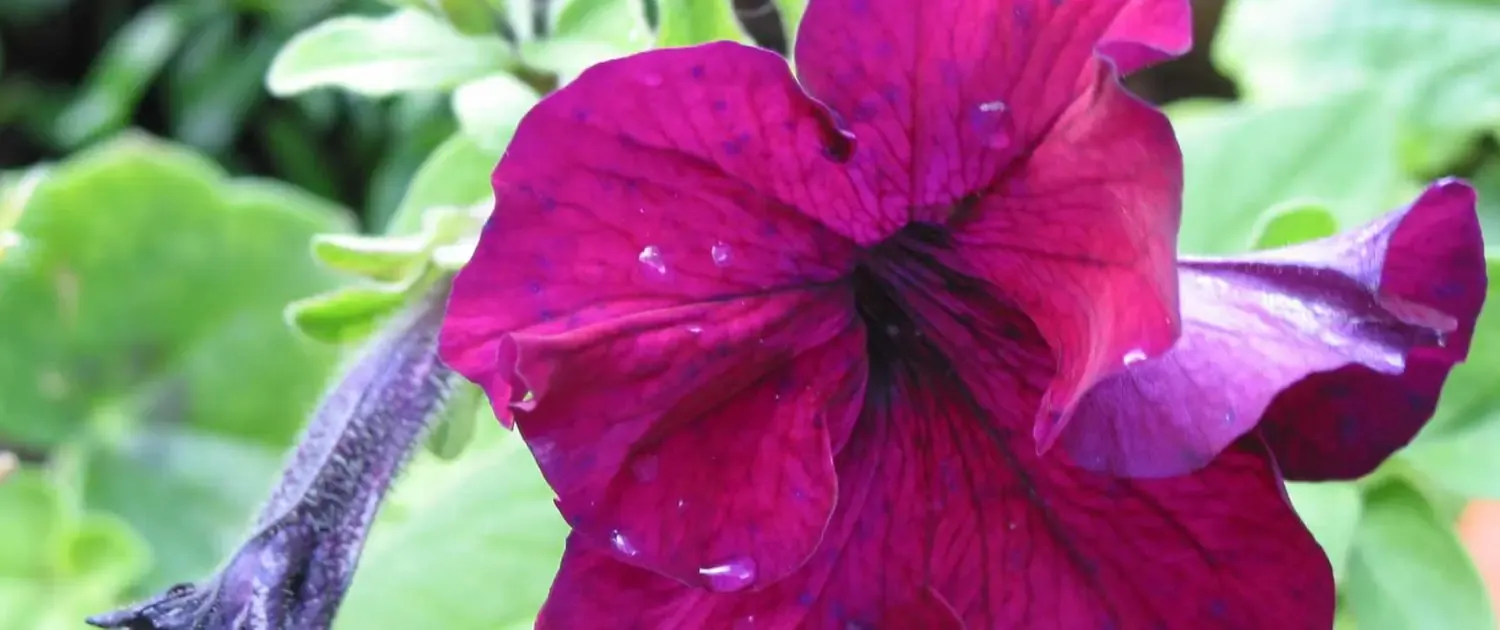 snpservices-le-jardin-tranquille