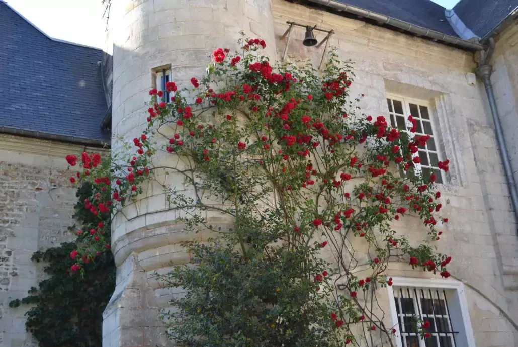 taille-rosier-grimpant-bouquelon-1-1030x690-6720c17472d5e