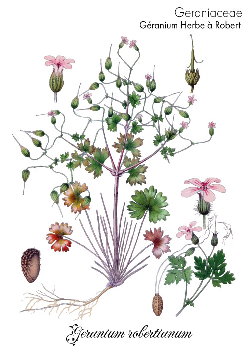 Biodiversité : le géranium Herbe à Robert